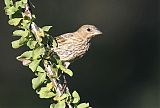 House Finch